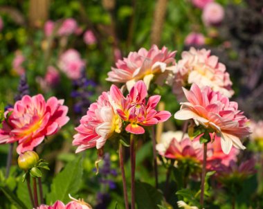 Sonbahar bahçesi manzarası. Pembe yıldız çiçekleri. Yeşil yapraklı pembe çiçekler. Bir buket pembe yıldız çiçeği. Kasımpatı dosyalanmış. Makro çiçekleri. Pembe estetik. Dahlias çayırı. Su çiçekleri..
