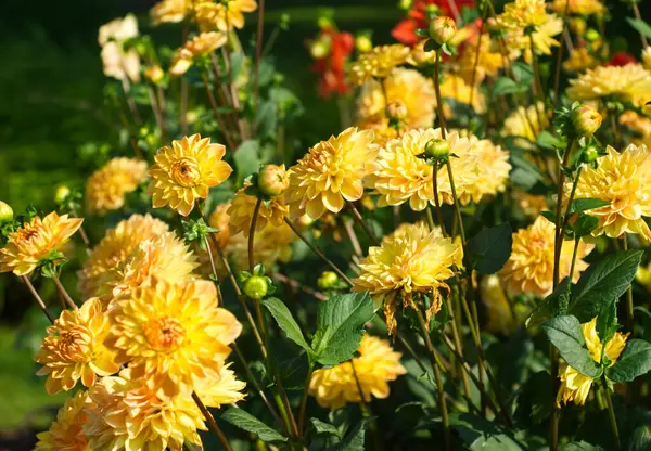 Sonbahar bahçesi manzarası. Sarı dalya çiçekleri. Yeşil yapraklı sarı çiçekler. Bir buket sarı yıldız çiçeği. Kasımpatı dosyalanmış. Sarı estetik. Dahlias çayırı. Dekoratif yıldız çiçekleri.