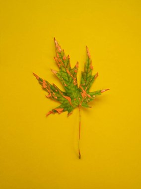Sarı arka planda pembe renkli yeşil yaprak. Akçaağaç yaprağı yaratıcı düzeni. Kopya alanı olan sonbahar yerleşimi. Ekim dekoru. Minimalist sonbahar konsepti. Pembe akrilik. Yeşil akçaağaç yaprağı tasarımı.