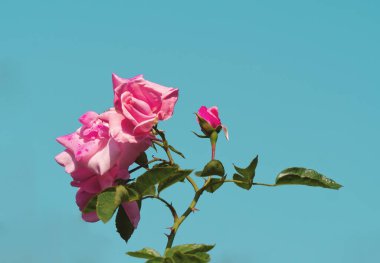Mavi gökyüzü arka planında pembe gül çiçeği. Pembe yaz çiçeği. Tırmanmak ya da bahçede büyüyen başıboş bir gül. Bahçe arka planı. Çiçek düzeni, kart, aşk, romantik. Yaz manzarası. Turkuaz mavi gökyüzü.