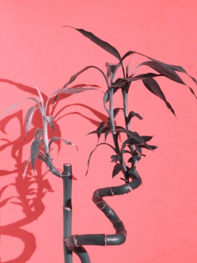 Yeşil bambu. Pembe arka planda yeşil yapraklı bambu sapları. Ev bitkileri, asgari konsept. Tropik bitki, egzotik bitki, ev dekorasyonu, metin için kopyalama alanı. Pembe estetik. Mercan renginde bambu.