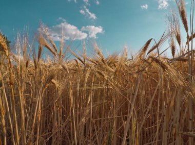Mavi arka planda olgun çavdar tarlası. Sahada yetişen altın çavdar kulakları. Yaz manzarası. Tarım hasadı. Kırsal kesim. Çavdar unu için tahıl. Tarım işi. Mısır, saman, tahıl. Olgun Rye. Alman. Almanya tarım işi..
