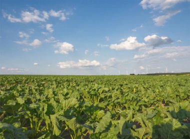 Mavi gökyüzü arka planında, köyün yakınlarında, rüzgar türbiniyle birlikte büyüyen bir şeker pancarı. Tarım sektörü ve tarım endüstrisi geçmişi. Yaz tarım arazisi. Şeker pancarı çiftliği. Bulutlu gökyüzünde yeşil çayır. Almanya. Almanya tarım endüstrisi.