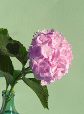 Açık arkaplanda pembe çiçek. Yeşil arka planda pembe ortanca ya da hortensiya demeti. Çiçek estetiği. Pembe taç yaprağı. Çiçek makrosu. Kutlama konsepti. Ev çiçekli iç mekan. Düzen, kart, kopyalama alanı