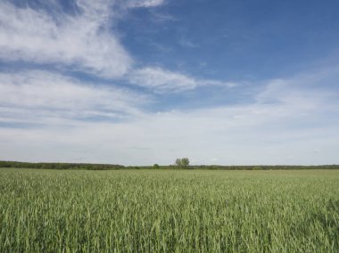 Mavi arka planda olgun çavdar tarlası. Yeşil çavdar kulakları tarlada büyüyor. Yaz manzarası. Tarım hasadı. Kırsal kesim. Çavdar unu için tahıl. Yetiştirme işi. Mısır, saman, tahıl. Olgun çavdar.