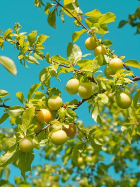 Sarı kiraz eriği erik ağacı dalında yetişir. Yaz manzarası. Yeşil yapraklı olgun erikler. Ekşi sarı meyve. Doğal vejetaryen yemeği. Tatlı mirobalan. Yaz meyveleri. Çiftlik, bahçe, yerel meyveler..