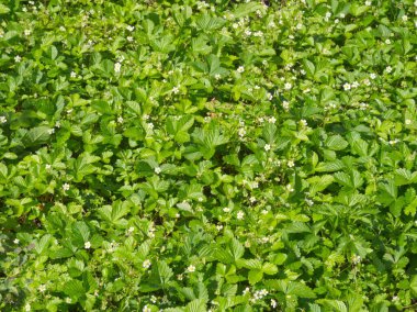 Çiçek açan fragaria (yaban çilekleri) yeşil çayır. Çilek yetişiyor ve Fragaria 'nın tüm zemini saran yemyeşil yapraklardan oluşan bir halı oluşturuyor. Yeşil estetik. Canlı yeşil bir arka plan. Yeşillik dokusu