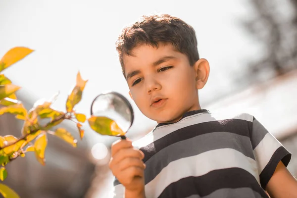 Любопытство Любопытный Мальчик Исследует Природу Помощью Лупы — стоковое фото