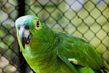 Black swan couple at the zoo in Marechal Floriano, Espirito Santo state. February 12, 2023.