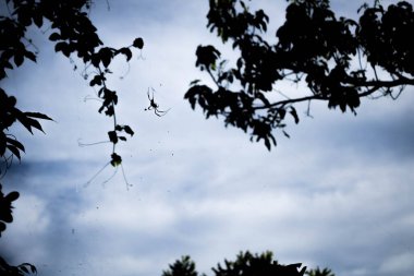Spider webbed between two branches on tree photographed against light, cloudy sky in background.