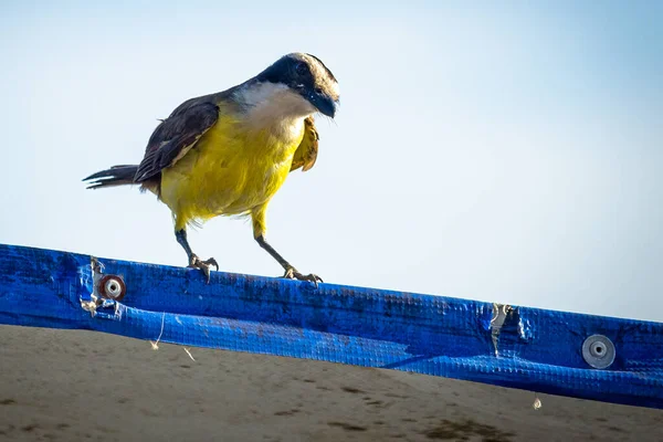 Птаха Назвала Бразилию Bem Научное Название Pitangus Sulphuratus Сфотографировано Синем — стоковое фото