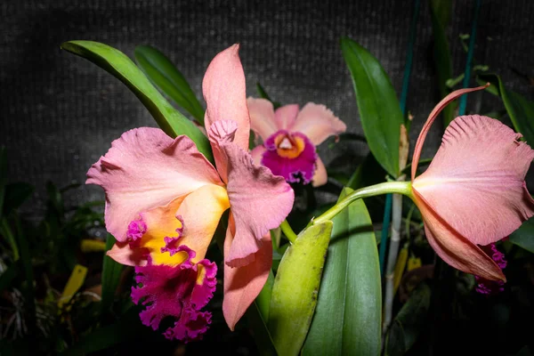 Orchidea Rosa Con Interno Viola Con Sfondo Negozio Fiori Specie — Foto Stock