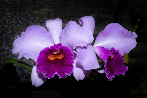 Orquídea Pétalo Púrpura Claro Con Interior Púrpura Oscuro Con Fondo —  Fotos de Stock