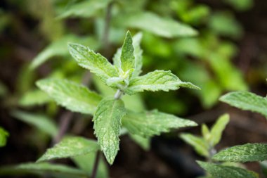 Arka planda bulanık bir nane. Güneş tarafından aydınlatılan. Tür Mentha Spicata.