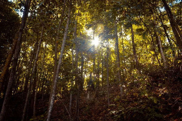 Meio Floresta Escura Outono Com Luz Solar Passando Pelas Árvores — Fotografia de Stock