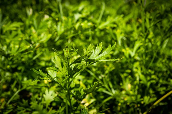 Kolendra Ogrodzie Zamazanym Tłem Gatunek Koriandrum Sativum — Zdjęcie stockowe