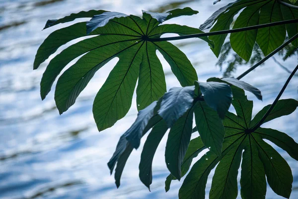Big leaves of plant with lake in blurred background. Blue water and green plant leaves.