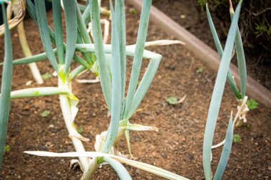 Arkaplanı bulanık olan Frenk soğanları. Güneş tarafından aydınlatılan. Tür Allium Schoenoprasum.