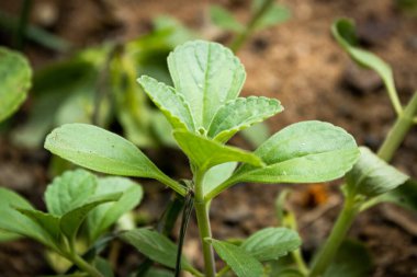 Bulanık bahçeli sahte boldo. Güneş tarafından aydınlatılan. Tür Plectranthus barbatus.