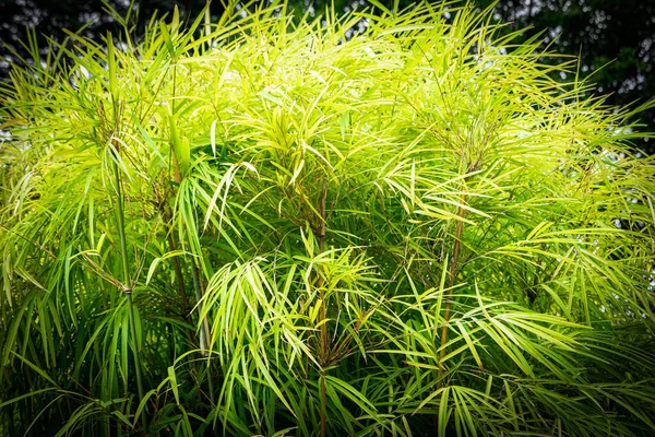 Bulanık Bahçeli Bir Bambu Bahçesi Güneş Tarafından Aydınlatılan Tür Bambusa — Stok fotoğraf