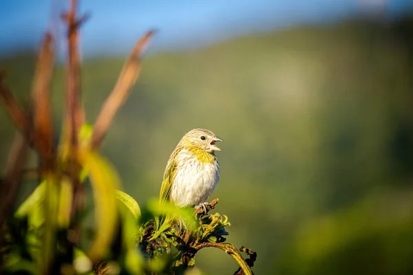 Pássaro Canário Chão Sicalis Flaveola Empoleirado Galho Árvore Cantando Com — Fotografia de Stock