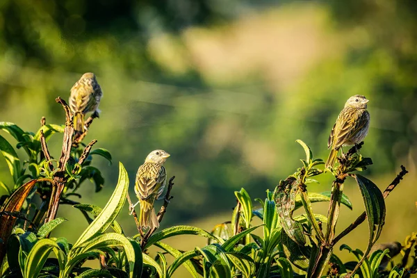 三只金丝雀栖息在树枝上 森林背景 — 图库照片