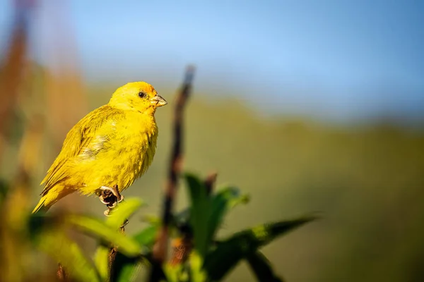 Oiseau Canari Sicalis Flaveola Perché Sur Une Branche Arbre Forêt — Photo