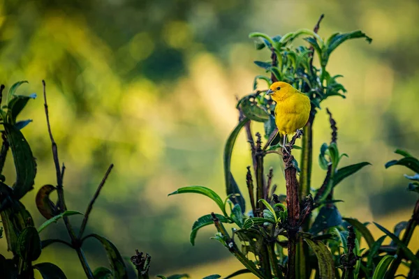 Ground Canary Sicalis Flaveola Perched Tree Branch Forest Background — Stock Photo, Image