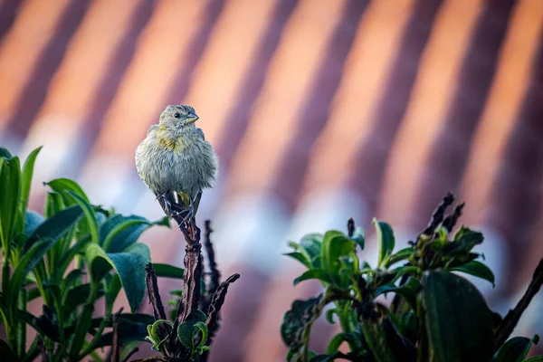 金丝雀 Sicalis Flaveola 栖息在树梢上 屋顶为背景 — 图库照片