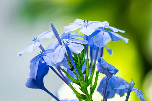 Flores Azuis Muito Bonitas Fundo Vegetação Verde — Fotografia de Stock
