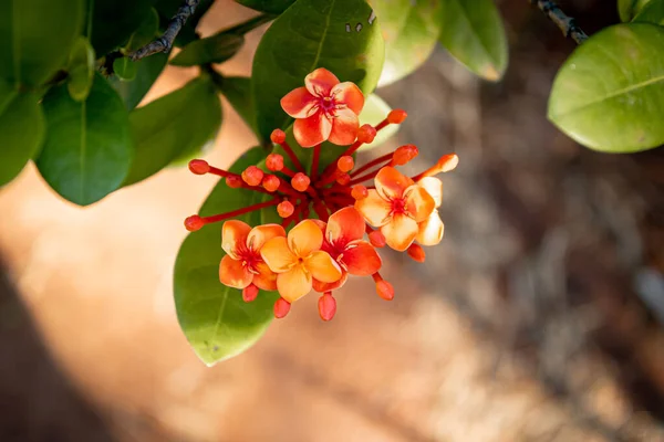Pequeña Flor Roja Hojas Verdes Sobre Fondo Marrón — Foto de Stock