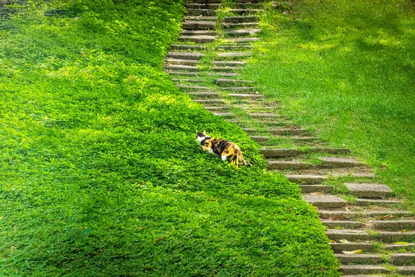 Concrete stairway on green lawn. Cat climbing the grass next to the stairs.