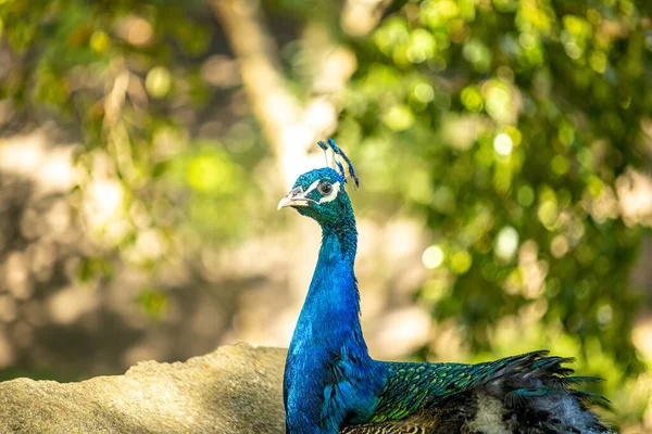 Peacock Looking Camera Brown Forked Tree Background — Stock Photo, Image