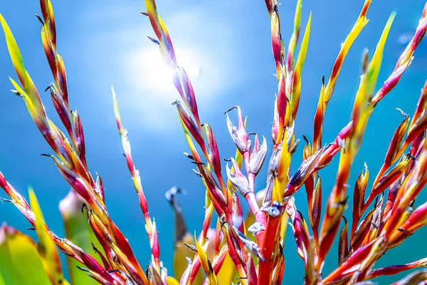 Beautiful plant with red, yellow and orange stems contrasting with a sunny blue sky background.