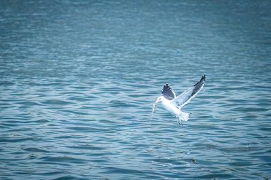 Egret, Brezilya 'nın Espirito Santo eyaletinde Vitoria Körfezi' nde balık yakalıyor..