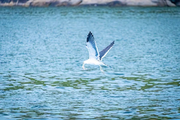Egret Voando Com Peixes Capturados Seu Bico Mar Baía Vitória — Fotografia de Stock