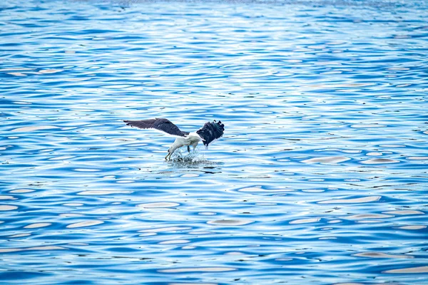 Egret Catch Fish Sea Vitoria Bay Espirito Santo State Brasil —  Fotos de Stock