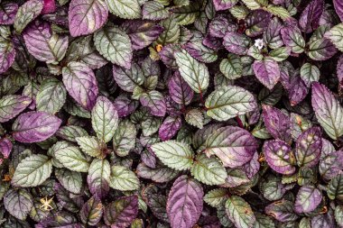 Plectranthus ciliatus, Lamiaceae familyasından tropikal Afrika 'ya ait bir bitki türü. Yeşil ve mor yaprak. Üst görünüm.