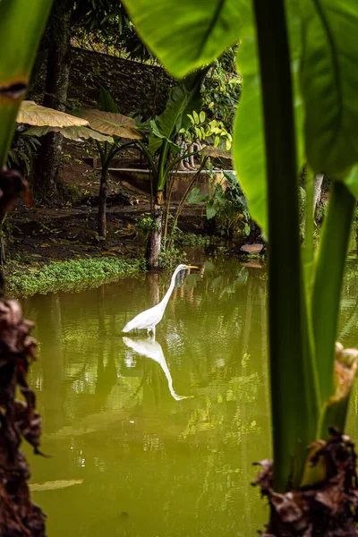 Stock image Goose walking in lake water with mirrored reflection in the water, seen between two banana trees. Vertical photo.