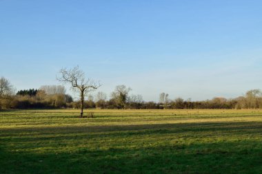 Open spaces in a woodland setting under a clear winter sky