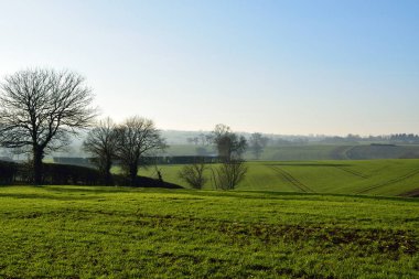 Rolling hills with planted fields and hedgerows in England
