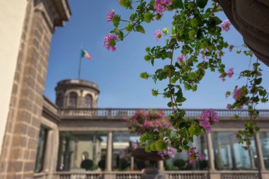 garden plant on pot with background castle and flag, during summer day, no people