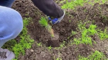 Elleri ve eldivenleriyle yerdeki bir deliğe ağaç dikmiş.