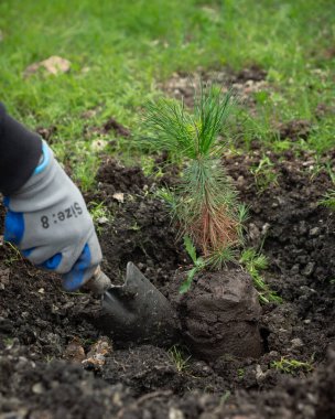 Bahçe işleri, bahçe aletleri ile bir ağaç dikme, çevre ile ilgilenme, gündüz