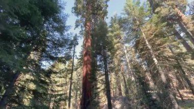 Yaz boyunca ormanın ortasında şaşırtıcı sekoya ağacı. Açık gökyüzü, doğal manzara, insan yok.