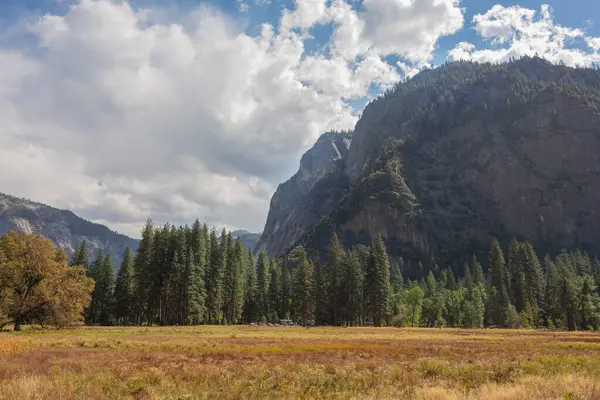 Yosemite 'nin güzel doğal manzarası. Ormanın kentsel olmayan bölgesi. Çam ağaçları ve dağ.