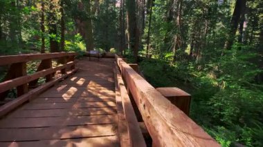 Sequoia ormanları arasında doğal güzel bir manzara, ahşap bir köprü, sakin bir manzara