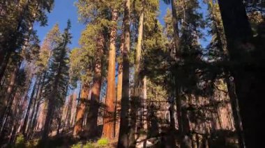 Sequoia ormanının yolu kentsel olmayan arazi, doğal dünya, sazlık ormanı
