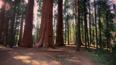 Sequoia ormanının yolu kentsel olmayan arazi, doğal dünya, sazlık ormanı