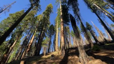 Sequoia ormanının yolu kentsel olmayan arazi, doğal dünya, sazlık ormanı